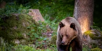 urs romania ursi ursoaica foto shutterstock