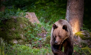 urs romania ursi ursoaica foto shutterstock