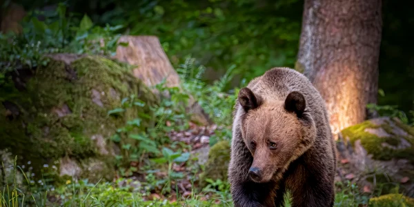urs romania ursi ursoaica foto shutterstock