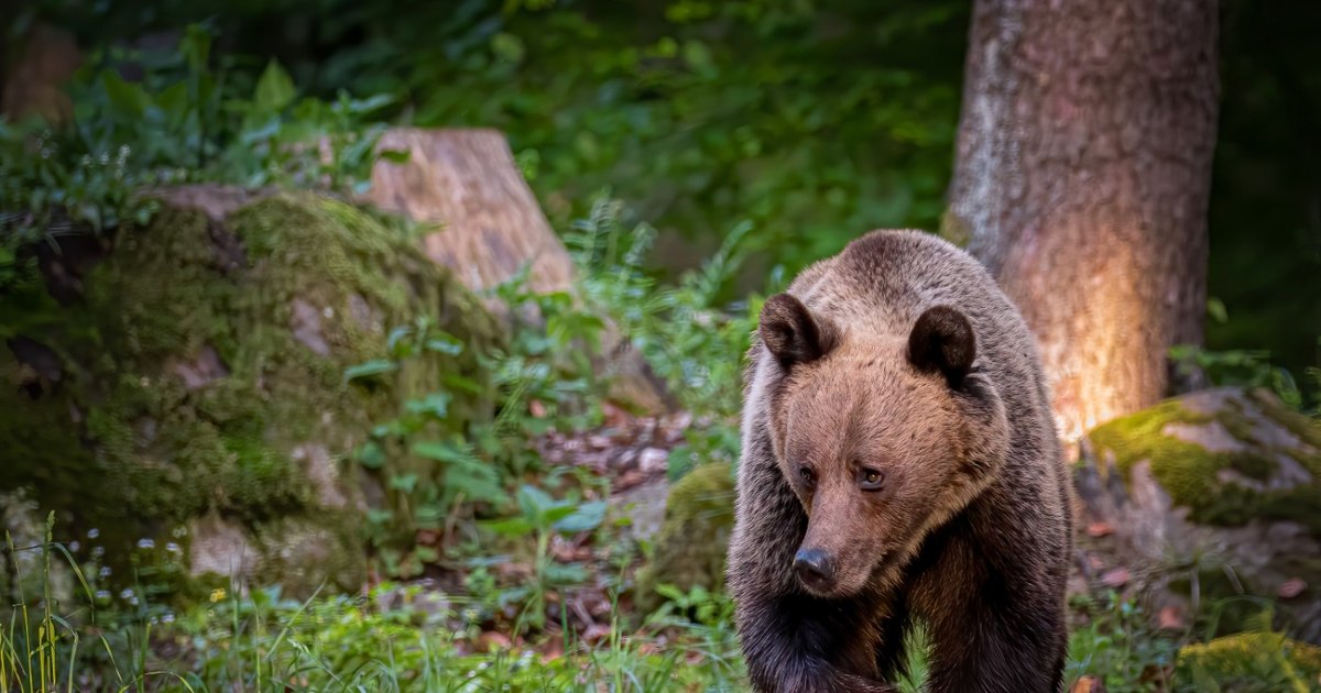 Alertă în Sinaia: Un urs a pătruns în curtea mănăstirii