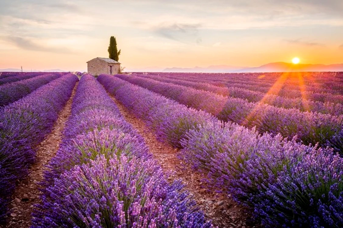 
    Câmpurile de lavandă din Provence  