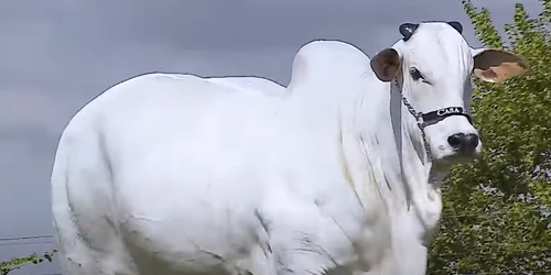 Vaca Viatina 19 captura video Youtube Curious Facts png