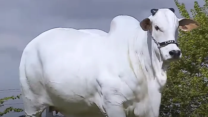 Viatina-19, cea mai scumpă vacă din lume. FOTO captura video YouTube Curious Facts