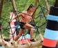 15 asiana peng survivor romania 14 jpg jpeg