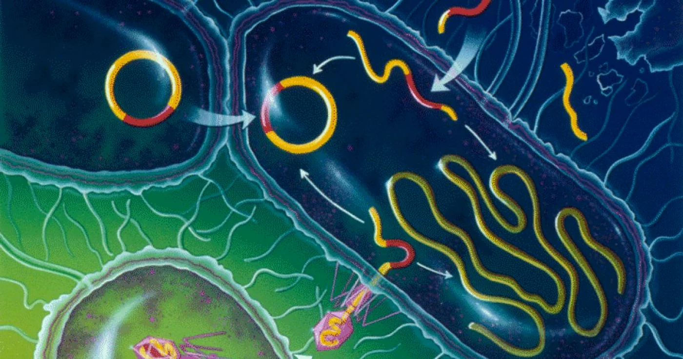 În viitor, organismele făcute „la comandă“ ar putea deveni realitate. FOTO MicrobiologyOnline