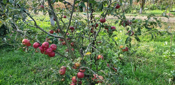 Rapănul a făcut daune importante la măr Foto A.V.