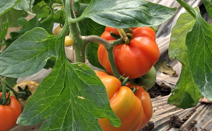 Roșiile extra-timpurii cu gust deosebit nu sunt de găsit în supermarket FOTO: Ionelia Nucă