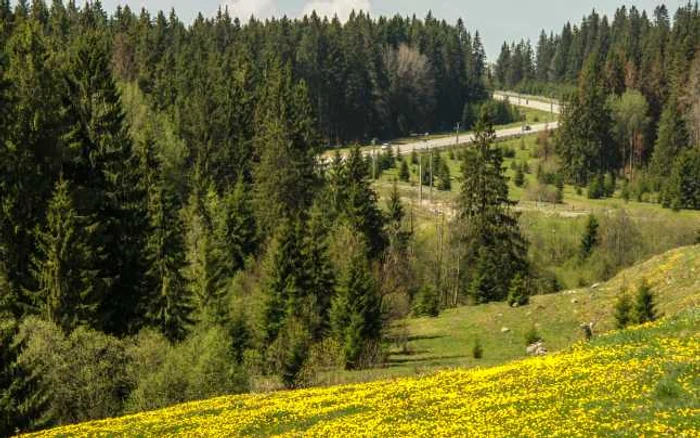 pasul tihuta-poiana stampei2