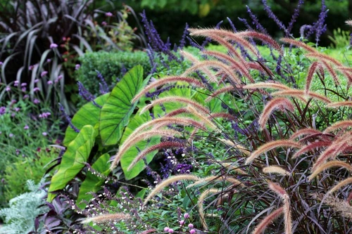 pennisetum marie viljoen gardenista jpg jpeg