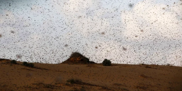 lacuste foto reuters