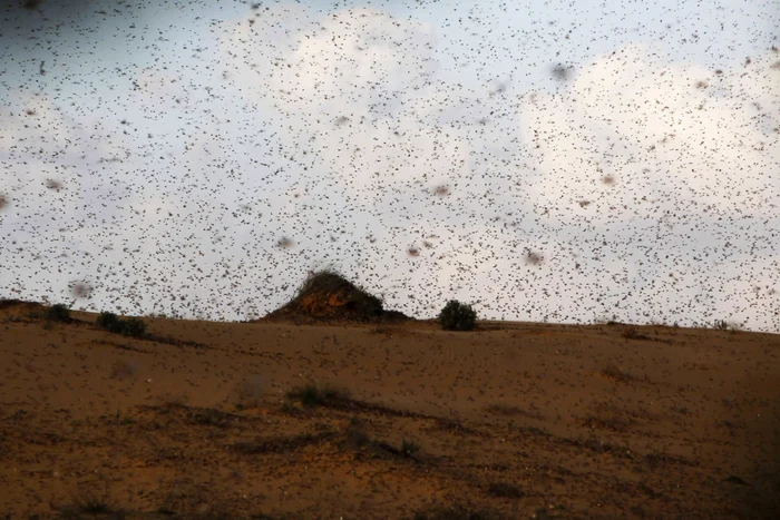 lacuste foto reuters