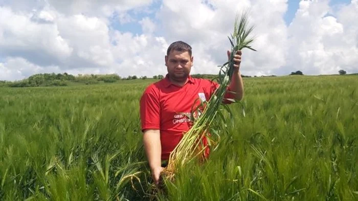
    Paul Maurer, se mândreşte cu o cultură de orz foarte bună Foto: agrointel.ro   