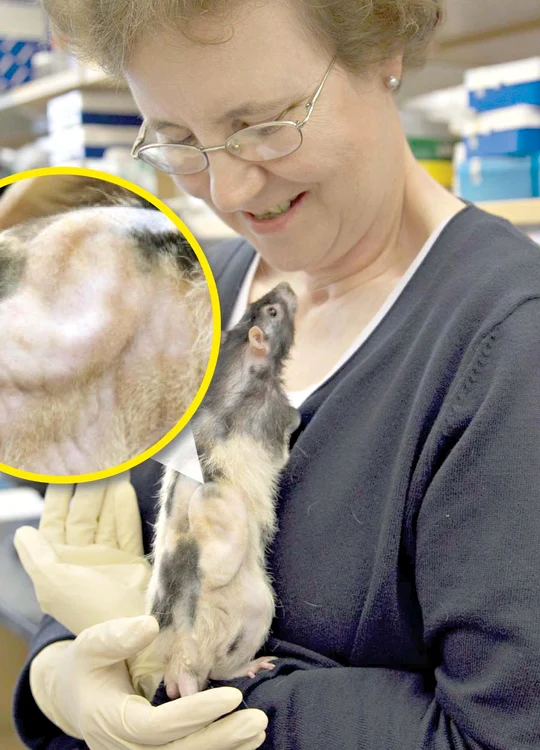 
    Peste un an, urechea e  gata pentru transplant  