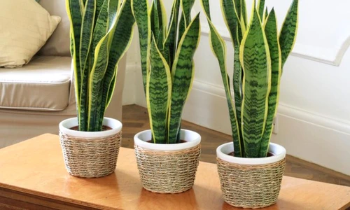 1 81285 original jpg jpeg