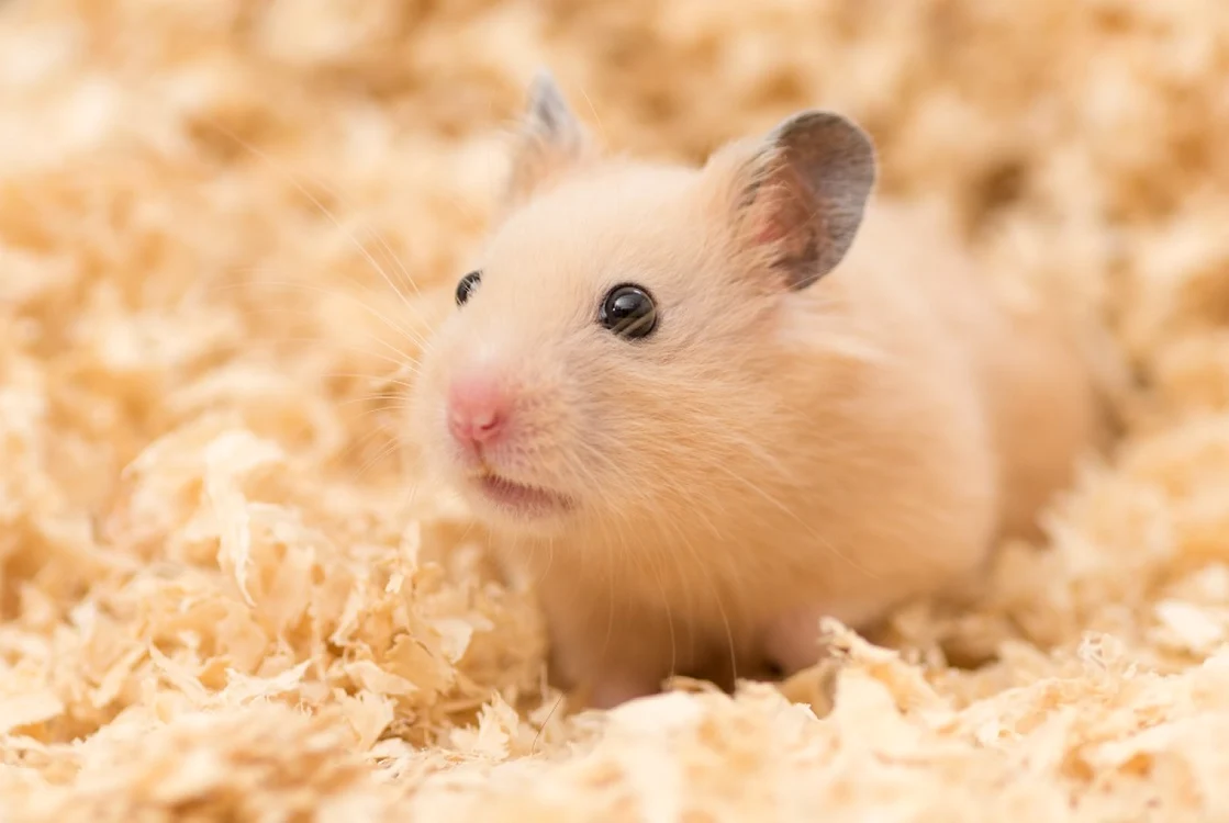 FOTO Shutterstock