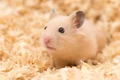hamster