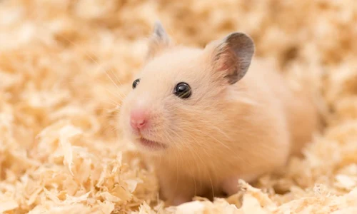 hamster
