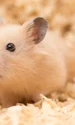 hamster