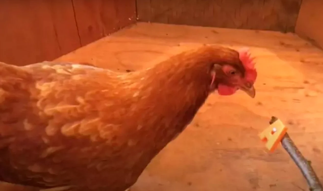 Lacey, cea mai deșteaptă găină din lume