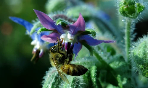 borage 3955048 1920 jpeg