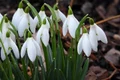 snowdrops 4018701 640 jpeg