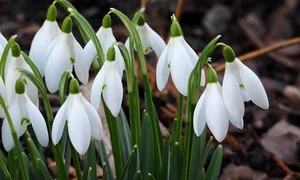 snowdrops 4018701 640 jpeg