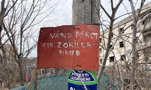 p 24 M  Plesu jpg