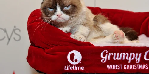 grumpy cat foto guliver/getty images