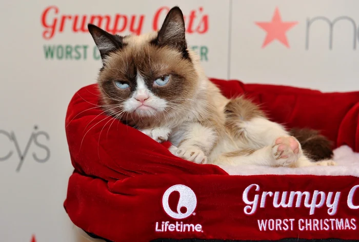 Grumpy Cat FOTO Guliver/Getty Images