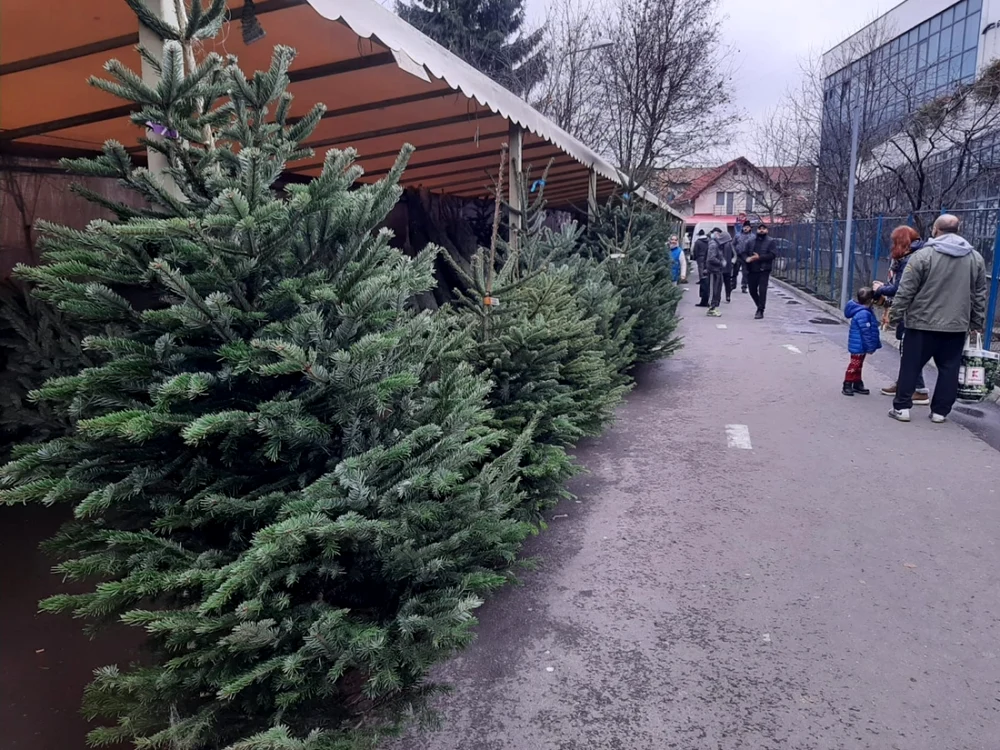 Brazii au nevoie de zeci de ani să ajungă precum cei din imagine FOTO: Alexandra Tătaru