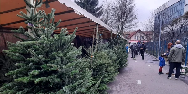 Comercianţii nu se înghesuie să vândă brazi în pieţele Braşovului FOTO Ioan Buciumar