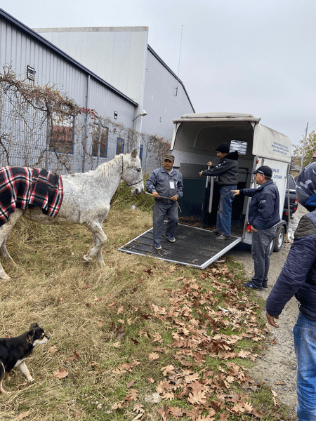 Un cal în agonie, abandonat pe o stradă din Oltenița, salvat de poliţiştii de la Protecţia Animalelor