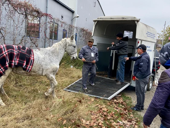 Cabalina a fost preluată din stradă și dusă într-un adăpost FOTO IPJ Călărași