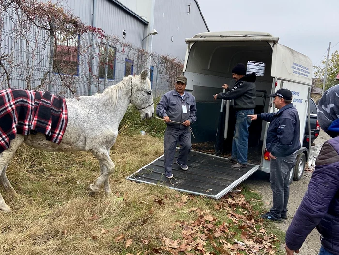 Cabalina a fost preluată din stradă și dusă într-un adăpost FOTO IPJ Călărași