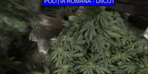 Drogurile au fost ridicate dintr-un apartament din Craiova