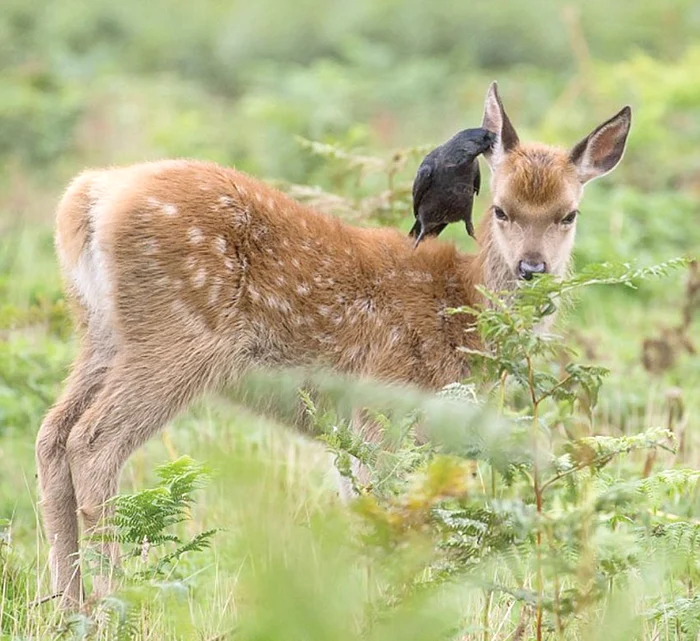 Cioara a scormonit timp de 5 minute în urechea căprioarei