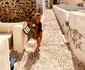 Dana Savuica sexy Santorini (7) jpeg