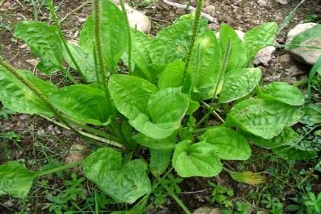 
    Mipola foloseşte pătlagina ca ingredient principal  