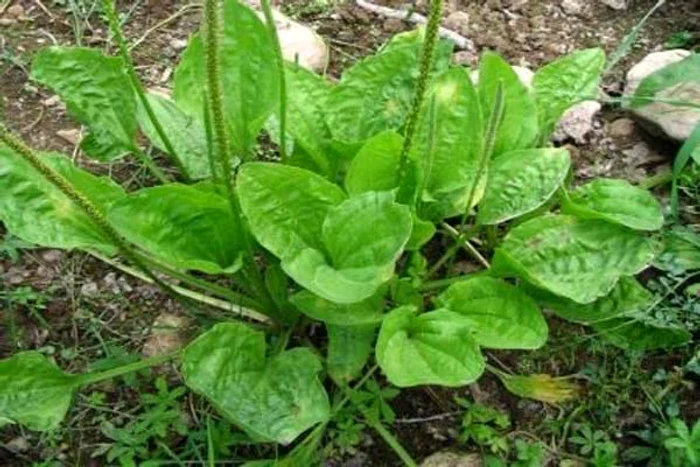
    Mipola foloseşte pătlagina ca ingredient principal  