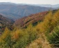padure godeanu foto ocolul silvic orastie