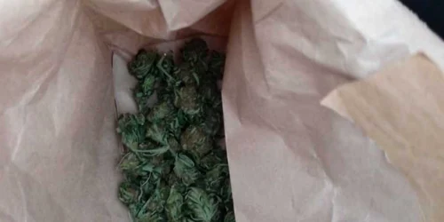 cannabis la bunica in teleorman foto ipj teleorman