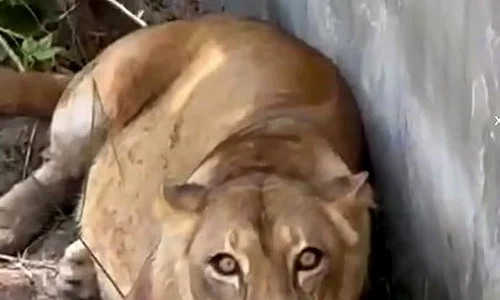 leoaica video jpg