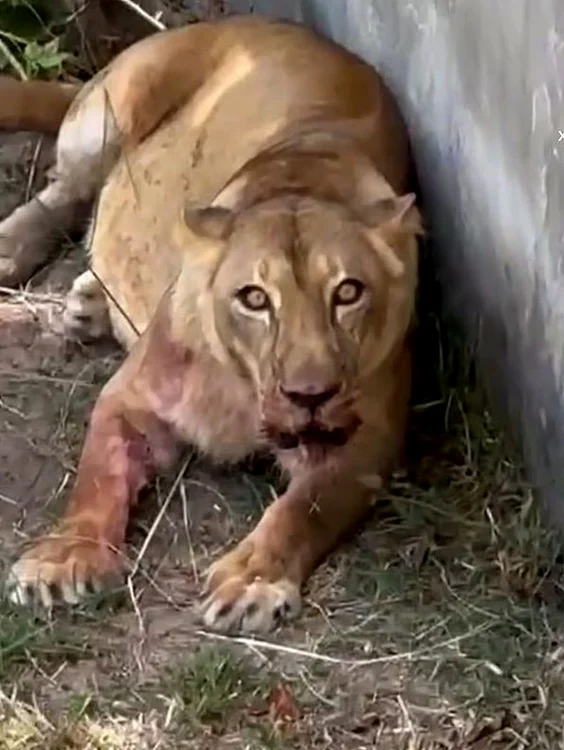 Leoaica a fost filmată atacând tânărul (Foto: captură video)