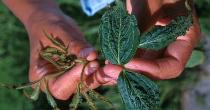 Planta de soia ajută la ameliorarea durerilor musculare. FOTO Arhivă „Adevărul“