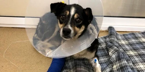 catelusa lovita  foto ipj hunedoara