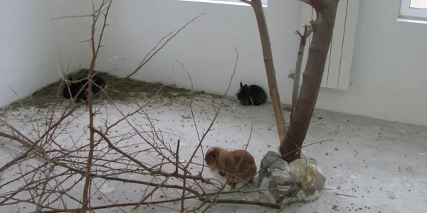 Animalele mici au fost puse la adăpost