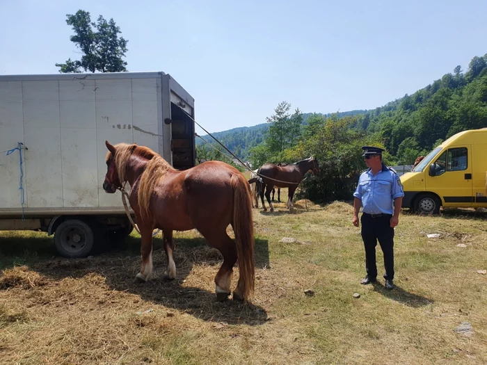 Zeci de poliţişti şi jandarmi, la târgurile tradiţionale de cai organizate în Argeş, joi, de Sf. Marina