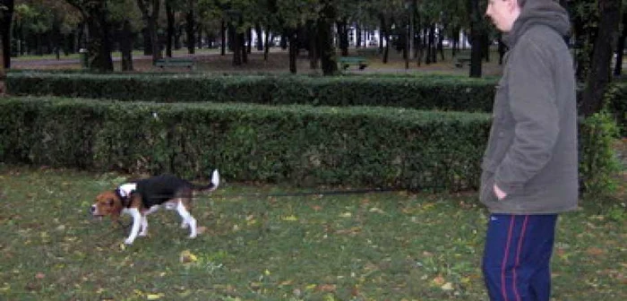 Oradea: Cățeii din Ioșia vor avea parcul lor