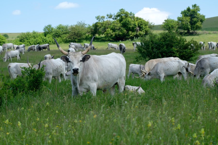 Concurs de gulaș din sură de stepă, atracția începutului de toamnă la Ferma de Biodiversitate Cobor