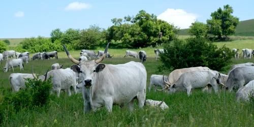 Sură de stepă (c)Fundatia Conservation Carpathia jpg